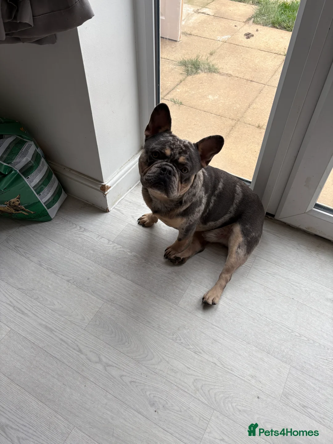 French Bulldog dogs for stud: French bulldog for stud  in Pontefract - Advert 6