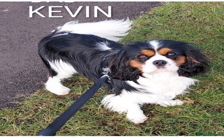Cavalier King Charles Spaniel dogs - Advert 1