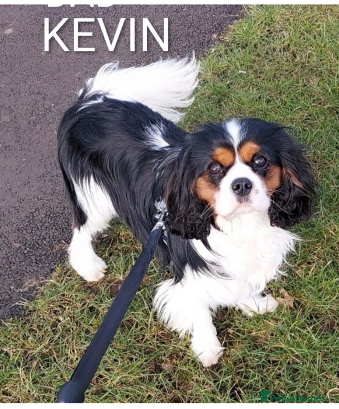 Cavalier King Charles Spaniel dogs for stud: CKCS STUD DOG/ DNA / CHAMPION LINES  - Image 1