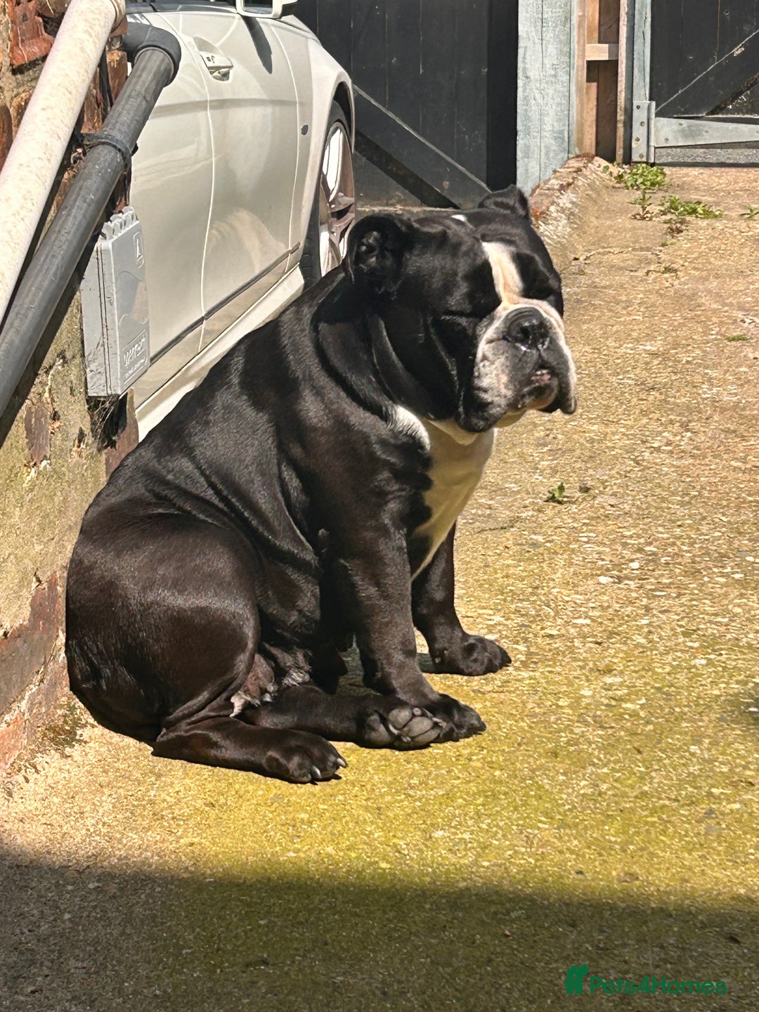 English Bulldog dogs for sale: English bulldog - Image 5