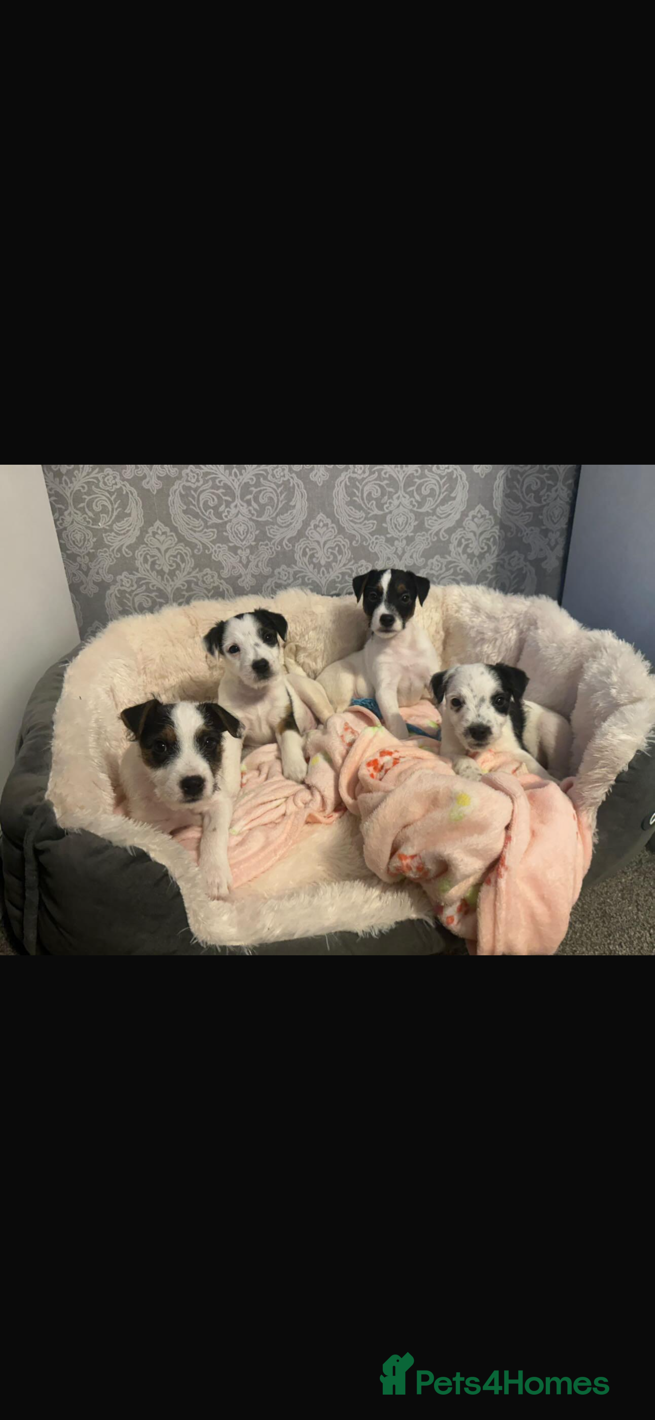 Parson Russell dogs PARSON RUSSEL TERRIERS - Advert 1