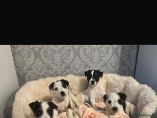 Parson Russell dogs PARSON RUSSEL TERRIERS - Advert 2