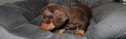Miniature Dachshund dogs for sale: 5 Miniature Dachshund Puppies - Advert 7