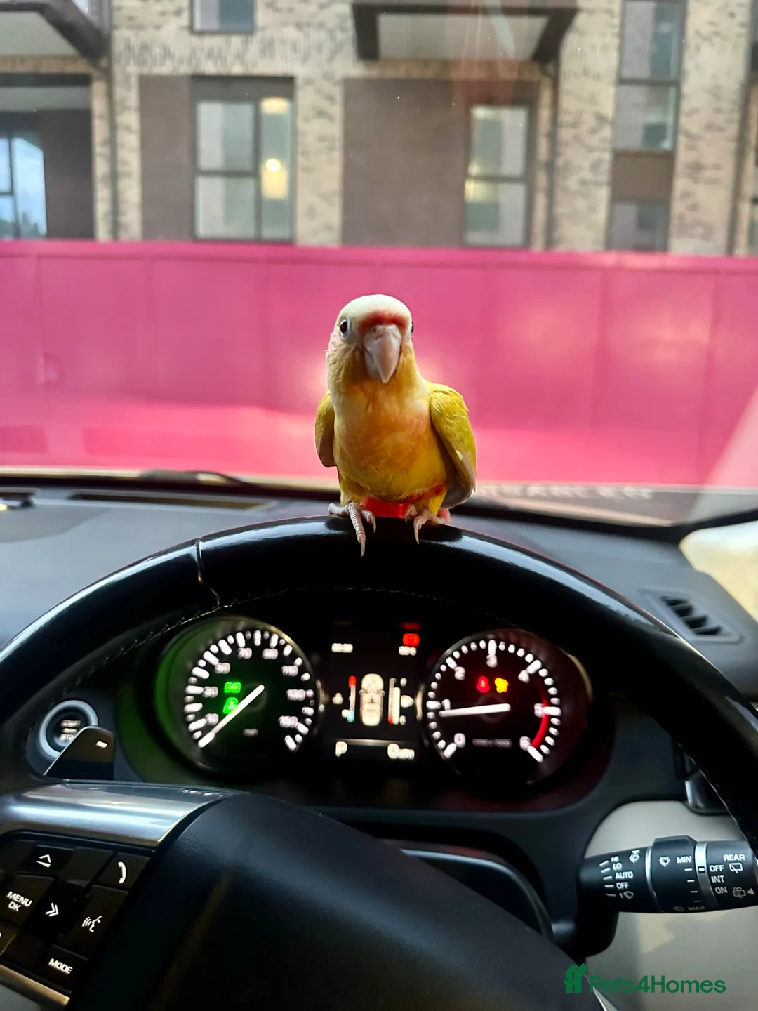 Conures birds for sale: Silly tamed sun cheek conure hand reared baby - Advert 1