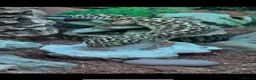 Leopard Gecko reptiles for sale: Leopard gecko - Advert 4