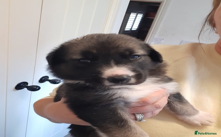 Mixed Breed dogs - Advert 1