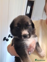 Mixed Breed dogs - Advert 16