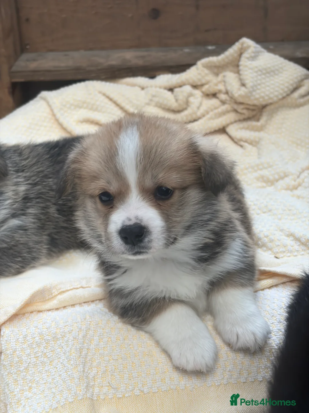 Welsh Corgi Pembroke dogs for sale: Champion corgi puppies   - Advert 2
