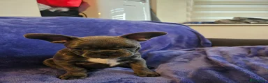 French Bulldog Puppy 5