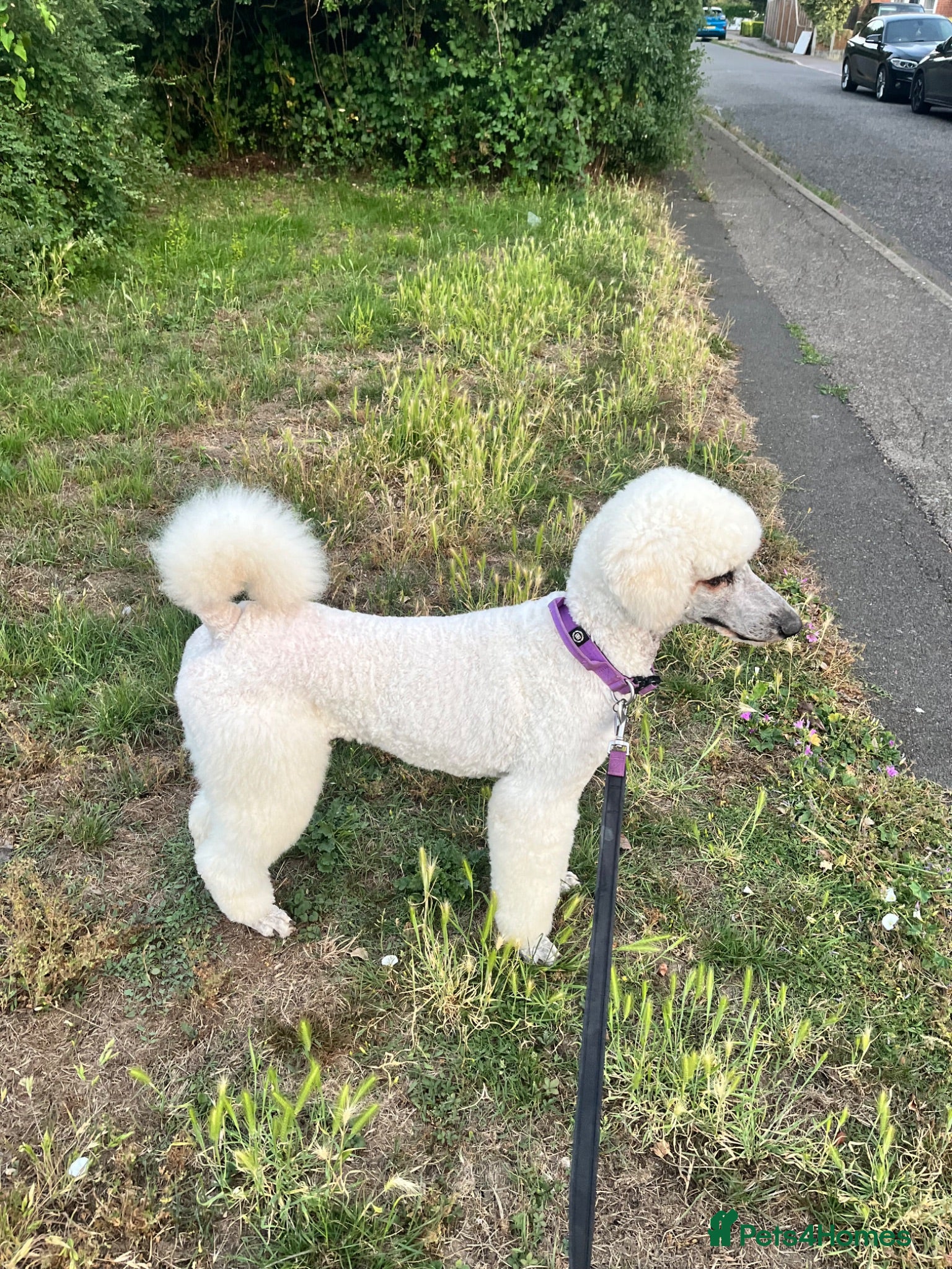 Standard Poodle dogs Standard poodle pups for sale  - Advert 5