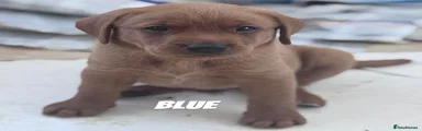 Labrador Retriever Puppy 1