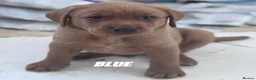 Labrador Retriever dogs for sale: Pedigree Fox Red Labrador Puppies - Advert 9