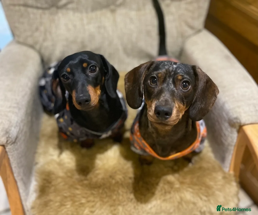 Miniature Dachshund dogs for sale: Stunning tiny KC Miniature Dachshunds - Advert 9