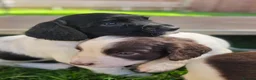 English Springer Spaniel dogs for sale: Springer spaniel puppies in Bungay - Advert 8