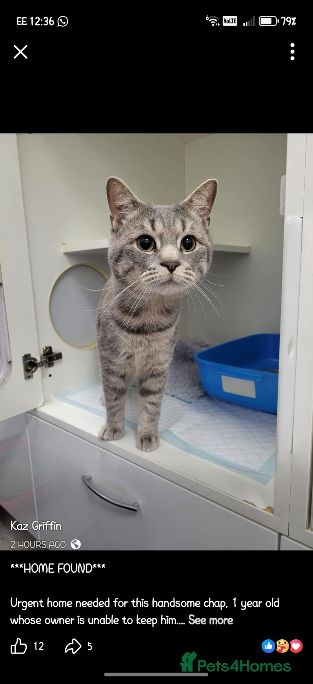 Mixed Breed cats for sale: 1 year old Milo needing a new home  in Burnley - Advert 6