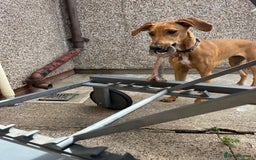Mixed Breed dogs for sale: Mara - Doberman X Lurcher 7 month old girl - Image 12