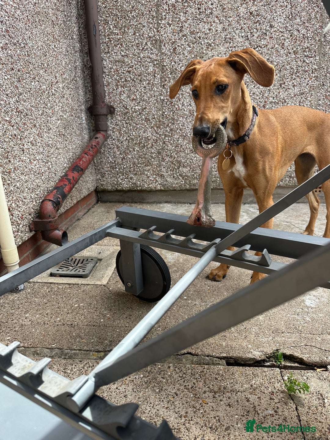 Mixed Breed dogs for sale: Mara - Doberman X Lurcher 7 month old girl - Image 12