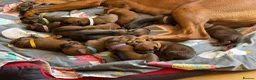 Rhodesian Ridgeback dogs for sale: Rhodesian Ridgebacks: Exceptional, 4th Generation - Advert 2
