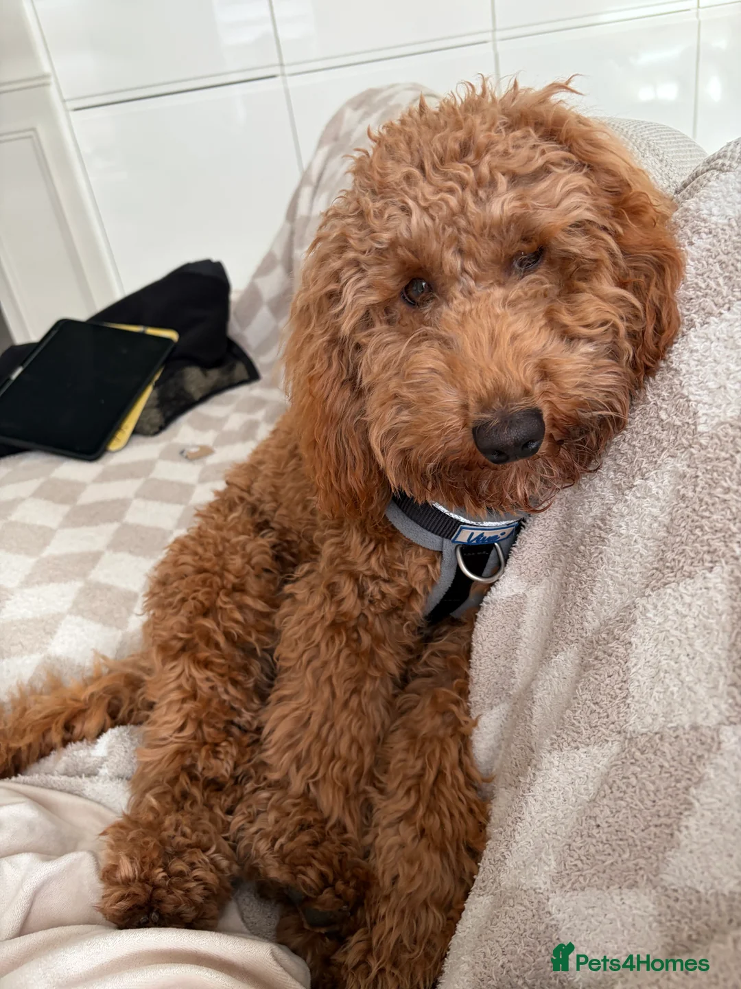 Cockapoo dogs for sale: Two Cockapoo (9 month)  - Advert 9
