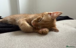 Domestic Shorthair cats for sale: 15 week old Kitten - Image 6