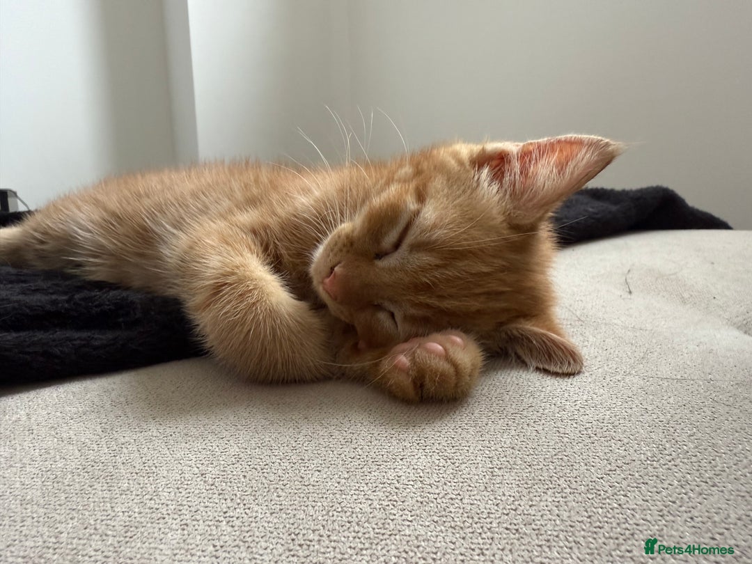 Domestic Shorthair cats for sale: 15 week old Kitten - Image 6