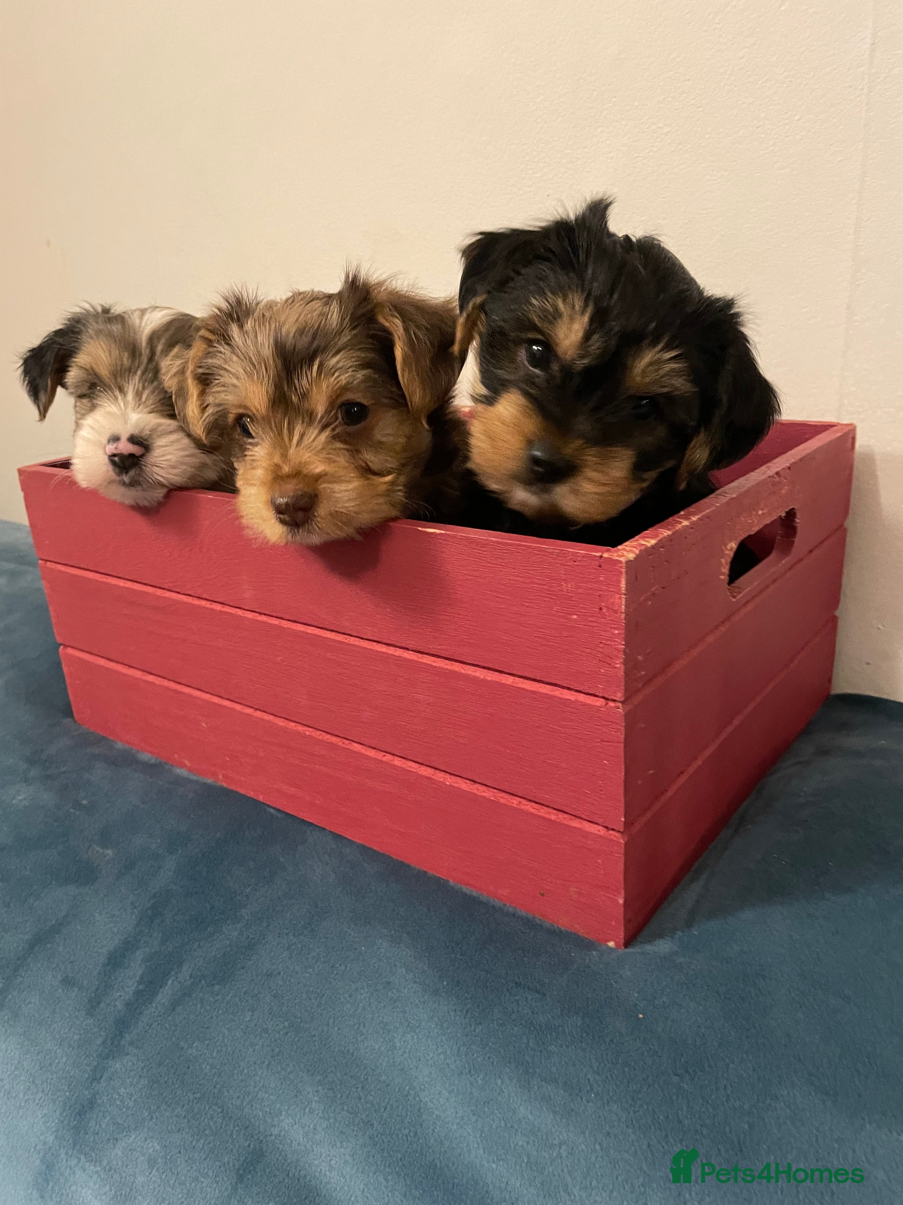 Yorkshire Terrier dogs PEDIGREE YORKSHIRE TERRIER PUPPIES - READY NOW! - Advert 2