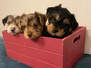 Yorkshire Terrier dogs PEDIGREE YORKSHIRE TERRIER PUPPIES - READY NOW! - Advert 2