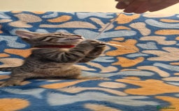 Bengal cats for sale: Bengal mix kittens for sale - Image 12