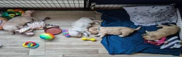Golden Retriever dogs for sale: Golden Retriever Puppies for Loving Family Homes in Dorchester - Advert 12