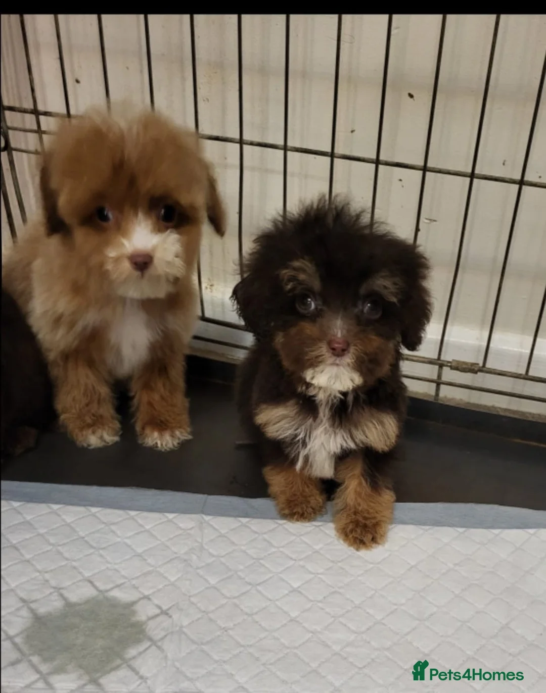 Cavapoo dogs for sale: 4 beautiful fb1 cavapoo puppies for sale!!  - Advert 7