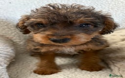 Mixed Breed dogs for sale: Patterdale cross - Image 1
