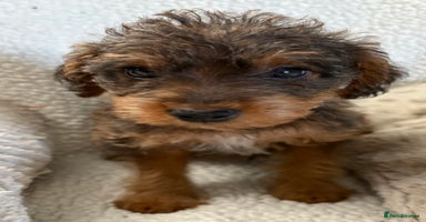 Mixed Breed dogs - Advert 2