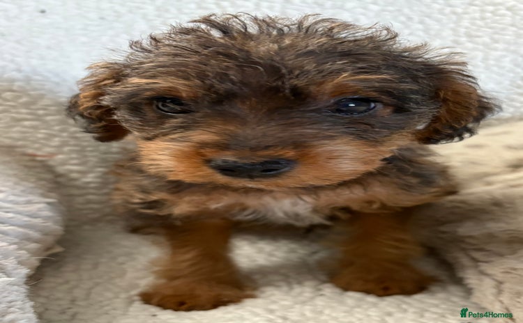 Mixed Breed dogs - Advert 6