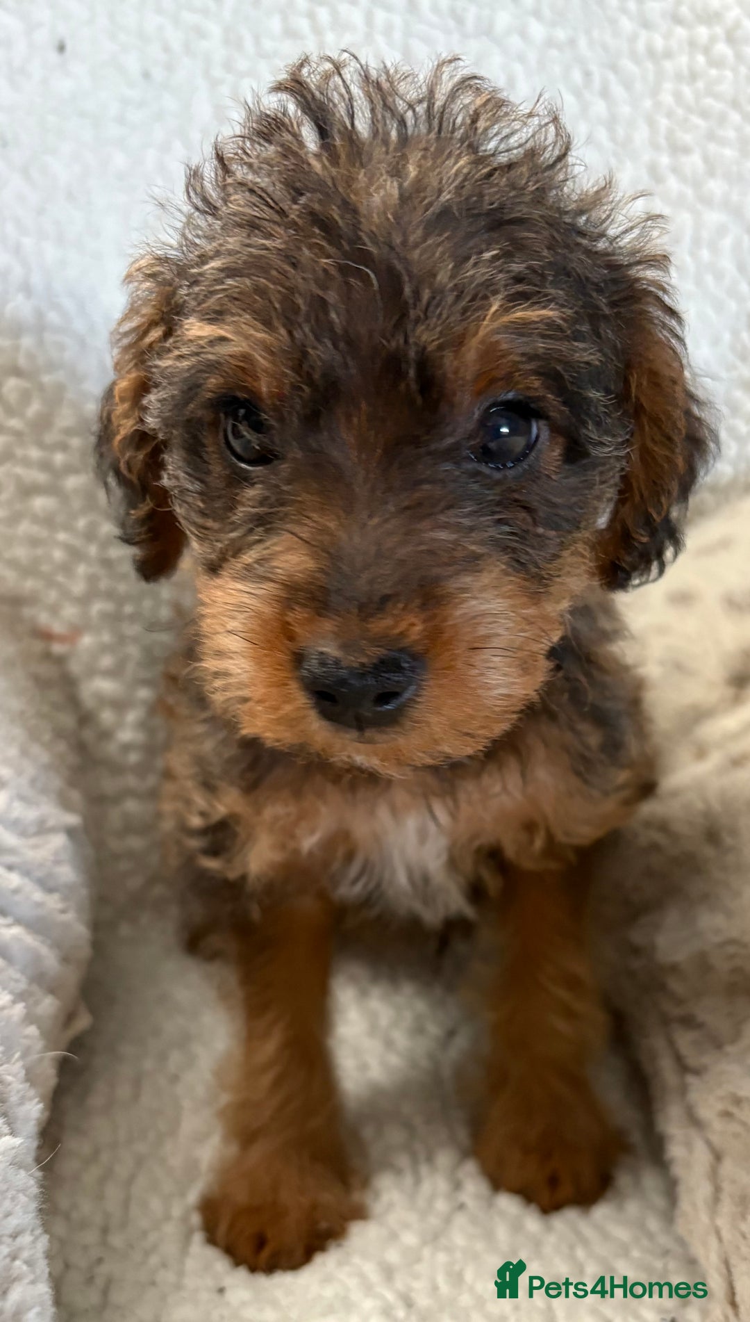 Mixed Breed dogs for sale: Patterdale cross - Image 1
