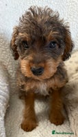 Mixed Breed dogs - Advert 8