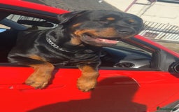 Rottweiler dogs for stud: Novo the rottie - Image 3