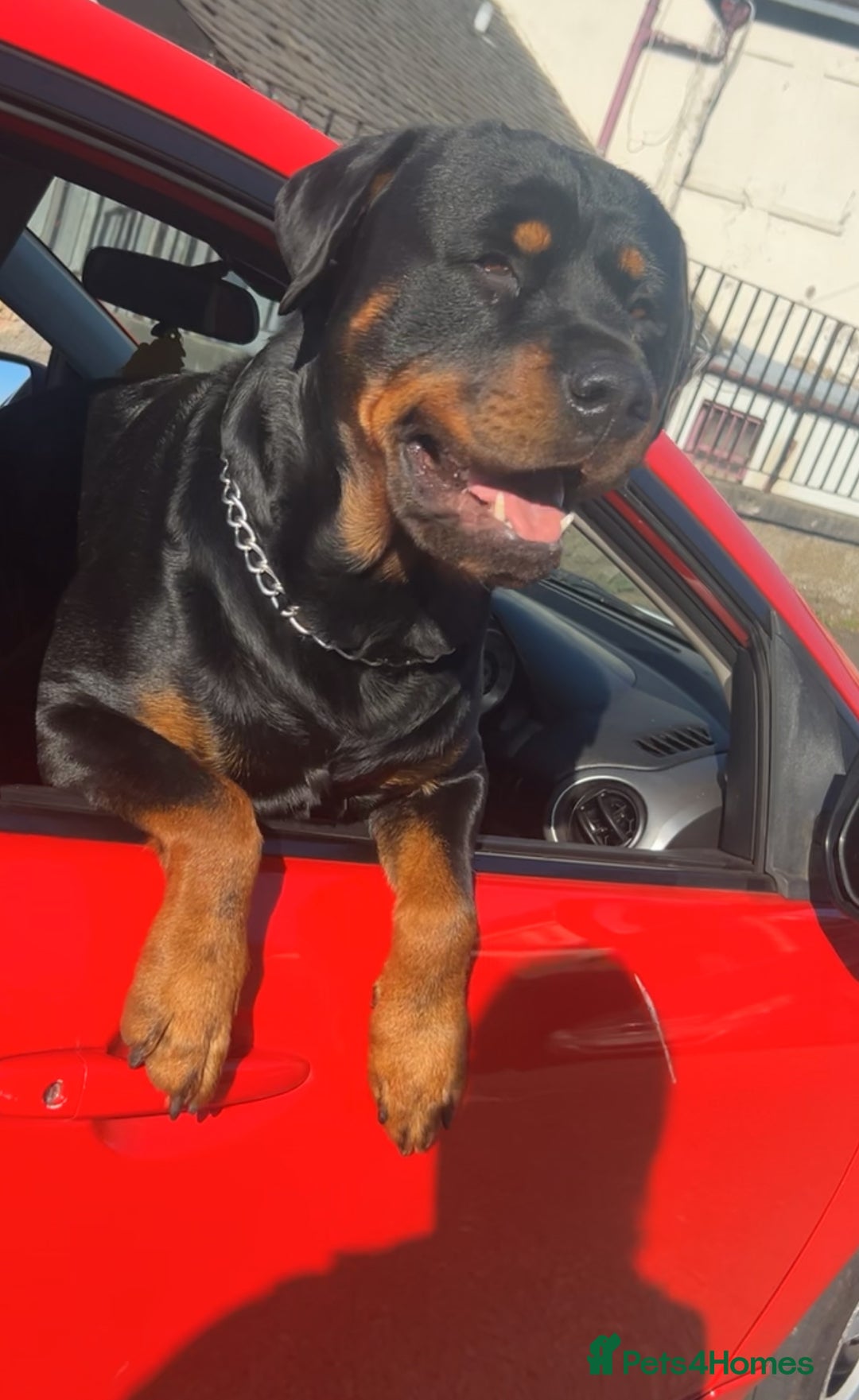 Rottweiler dogs for stud: Novo the rottie - Image 3