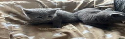 Russian Blue cats for sale: Stunning Russian blue cross kittens  - Advert 4
