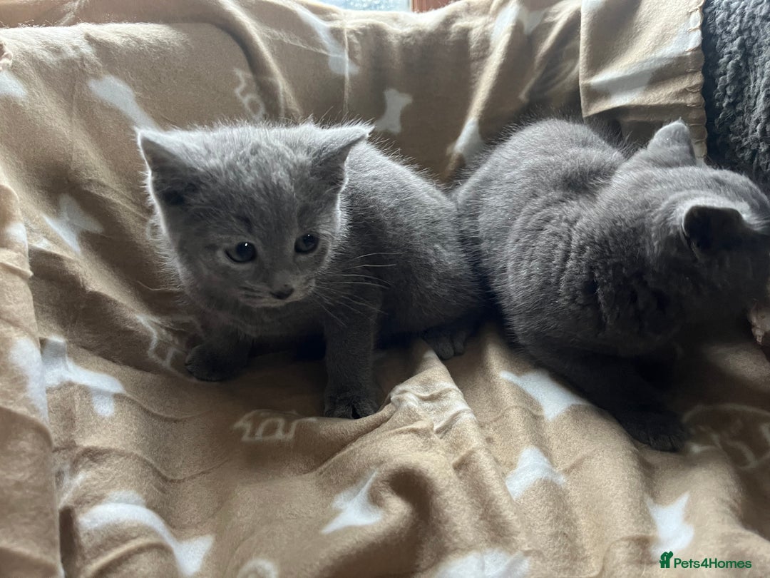Russian Blue cats for sale: Stunning Russian blue cross kittens  - Advert 4