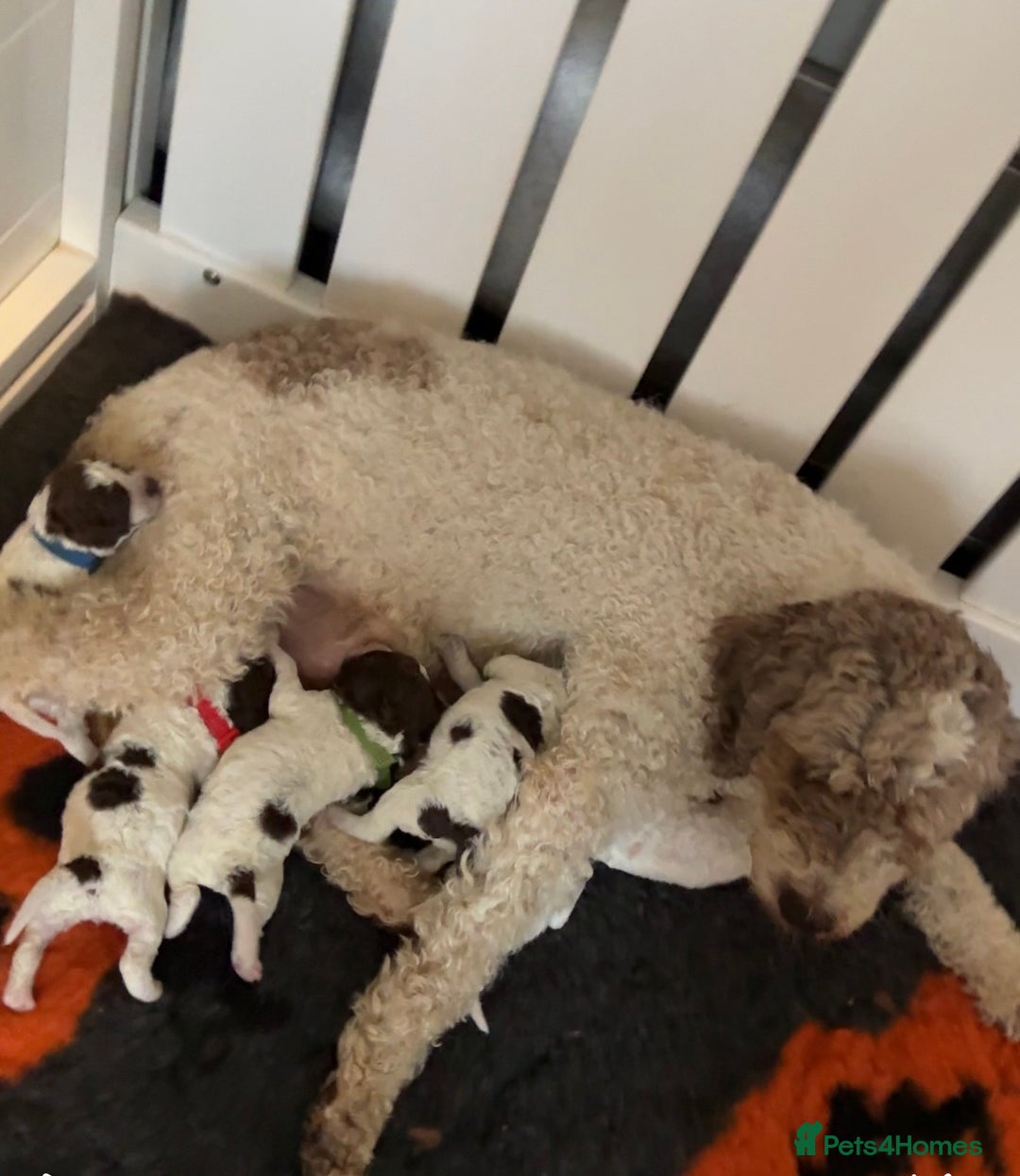 Lagotto Romagnolo dogs for sale: Exciting litter  - Advert 4