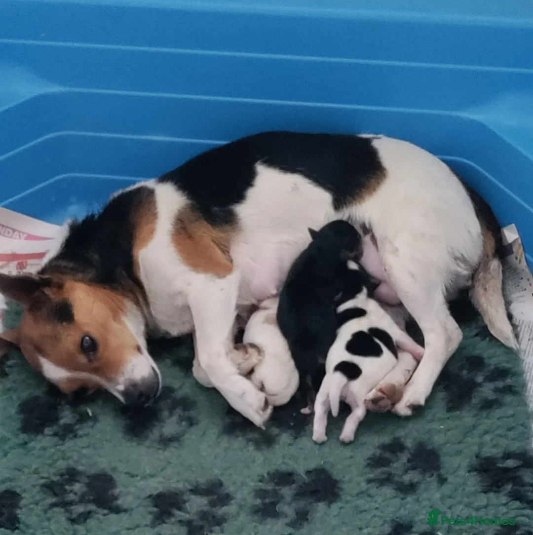 Jack Russell dogs for sale: Hi out there, anybody looking for me!  - Advert 11