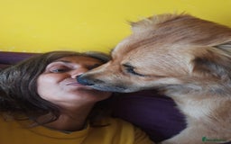 Mixed Breed dogs for sale: 2 yr mixed breed female - Advert 8