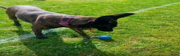 German Shepherd dogs for sale: Dutch X German Shepherd pups in London - Advert 2