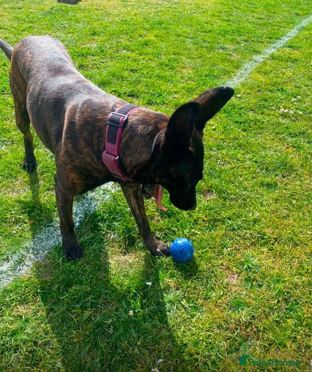 German Shepherd dogs for sale: Dutch X German Shepherd pups in London - Advert 2
