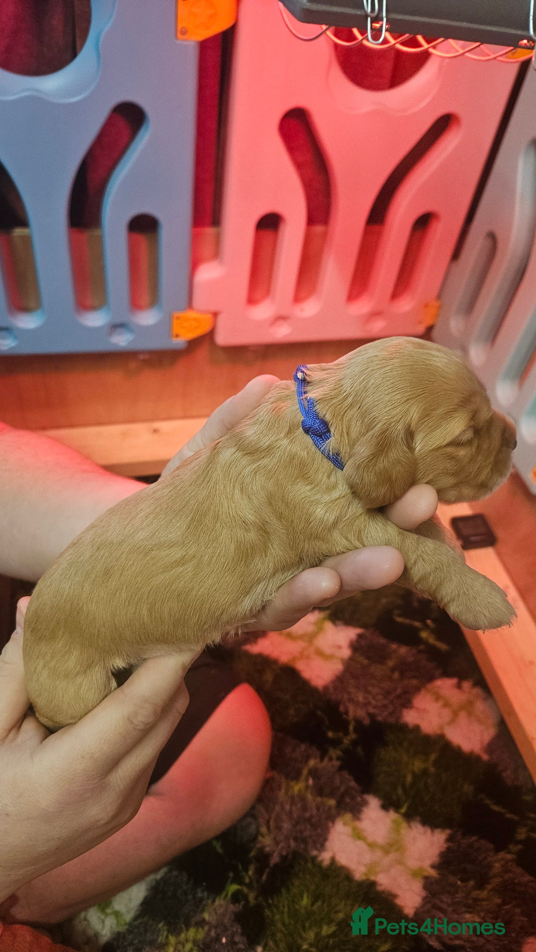 Cocker Spaniel dogs for sale: Beautiful cocker spaniel  - Image 7