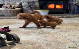Toy Poodle dogs for sale: True Toy poodle puppies ready to leave  - Image 2
