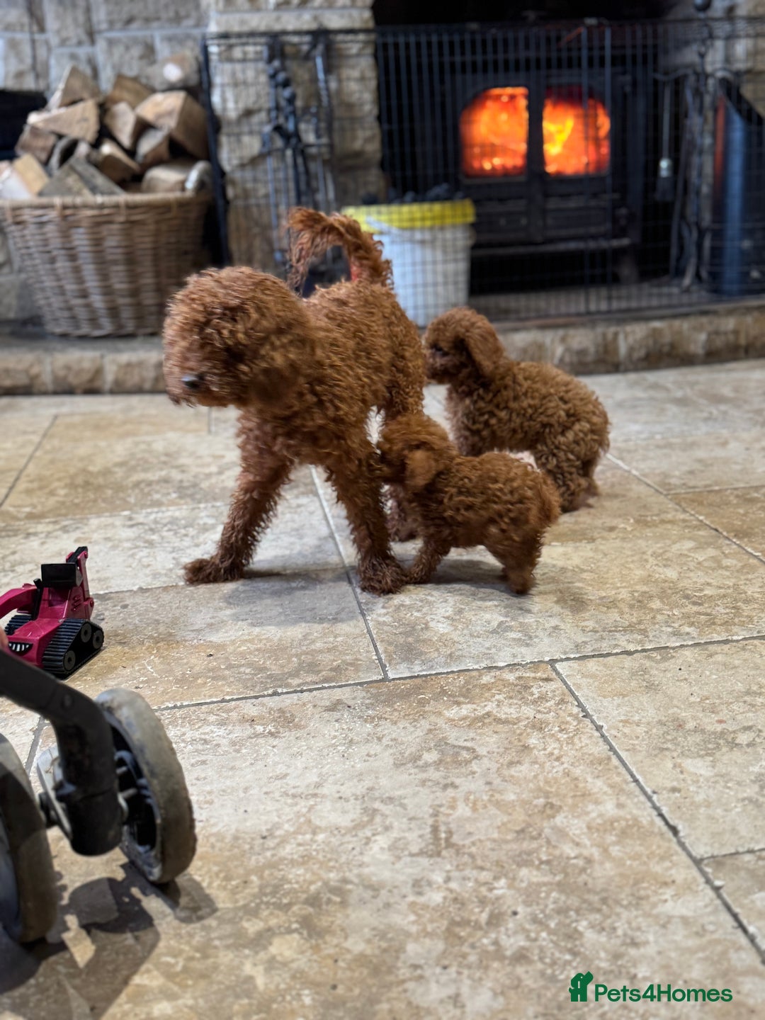 Toy Poodle dogs for sale: True Toy poodle puppies ready to leave  - Image 2