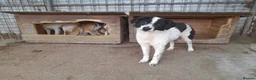 Mixed Breed dogs for adoption: Magpie - Norwich Norfolk  in Norwich - Advert 19