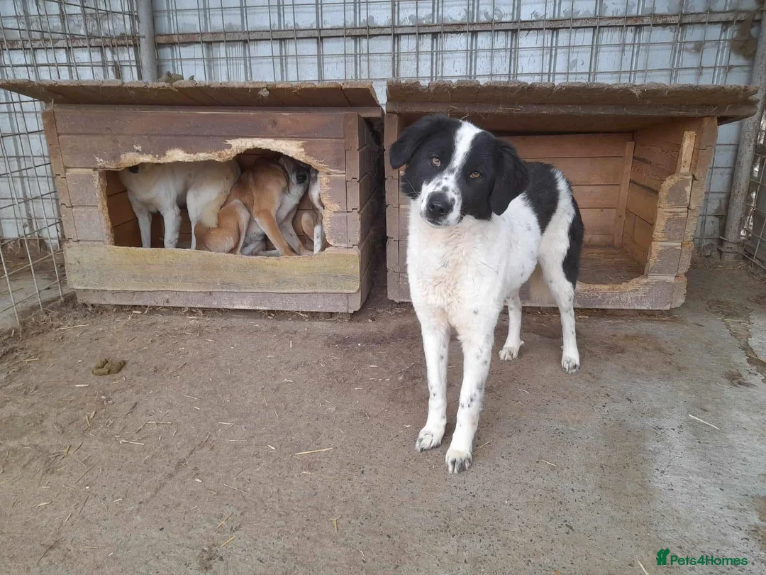 Mixed Breed dogs for adoption: Magpie - Norwich Norfolk  in Norwich - Advert 19