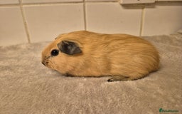 Guinea Pig rodents for sale: 1 Stunning baby Californian Boar for sale🏡 - Image 2